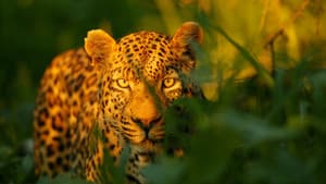 The Unlikely Leopard — foto 1