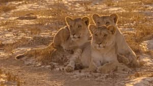 Desert Warriors: Lions of the Namib — foto 3