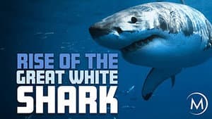 Rise Of The Great White Shark — foto 1
