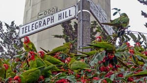 The Wild Parrots of Telegraph Hill — foto 10