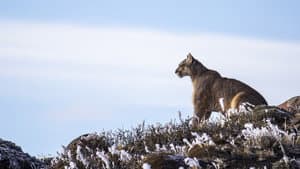 Pumas At The End of The World — foto 1