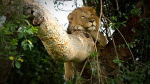 Tree Climbing Lions — foto 6