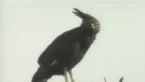 アフリカ動物パズル — foto 5