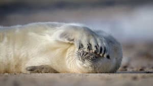 De wilde Noordzee — foto 6