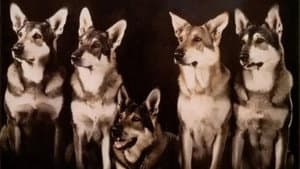 The Littlest Hobo — foto 1