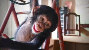 Baby Chimp Rescue — foto 1