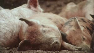 Pigs! — foto 1