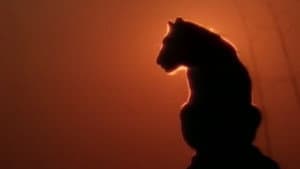 Lions Of Darkness — foto 1