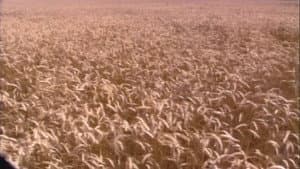 End of the Harvest — foto 1
