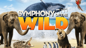 Symphony of the Wild — foto 1