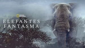 Elefantes fantasmas — foto 10