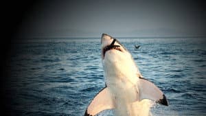 When Sharks Attack — foto 10