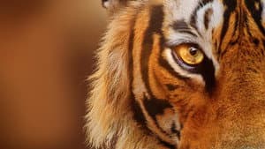 Crianza de tigres — foto 3