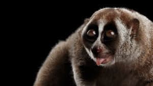 Asia's Weirdest — foto 6
