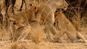Lion Country: Night and Day — foto 1