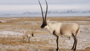 Rare Survivors: China's Iconic Wildlife — foto 1