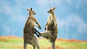 The Mating Game — foto 5