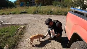 犬と戦争: ウクライナで私が見たこと — foto 6