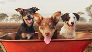 Muster Dogs — foto 10