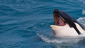 Killer Shark Vs. Killer Whale — foto 3