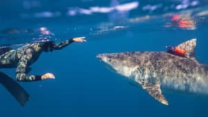 Maui Shark Mystery — foto 5