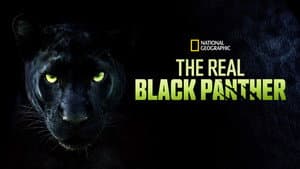 The Real Black Panther — foto 1