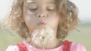 Dandelion — foto 1