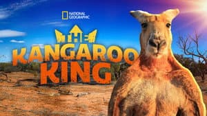The Kangaroo King — foto 8