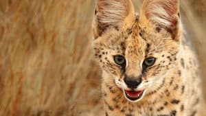 Wild Little Cats — foto 4