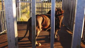 Blood Lions — foto 2