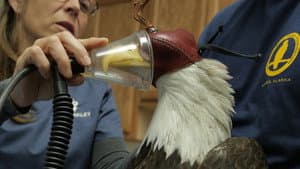 Dr. Oakley, Yukon Vet — foto 2
