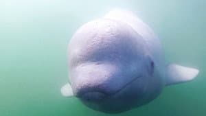Call of the Baby Beluga — foto 1