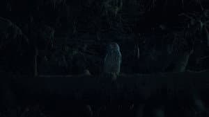 Owl — foto 1