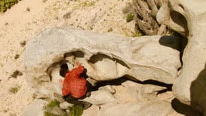Todos tienen algo Desierto — foto 1