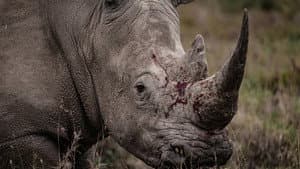 Rhino — foto 1
