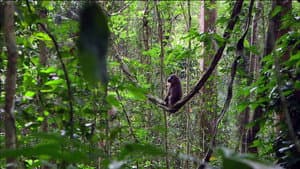 Mandrills : le paradis retrouvé — foto 1