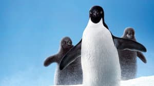 Los pinguinos — foto 3