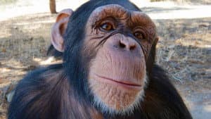 Super Cute Animals — foto 5