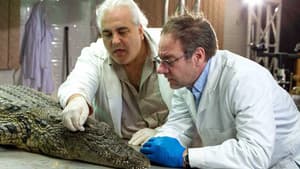 Das Krokodil - Innenansichten eines Kraftpakets — foto 1