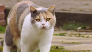 The Secret Life of Cats — foto 1