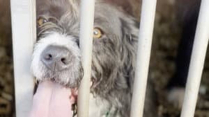 Scruffy Dogs — foto 2
