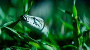 The Python Hunt — foto 4
