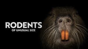 Rodents of Unusual Size — foto 1