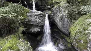 Micelios: Voces del Bosque de Agua — foto 1