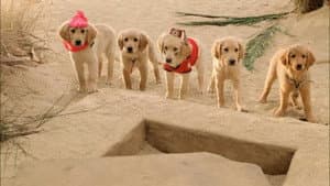 Buddies: Cazadores de Tesoros — foto 3