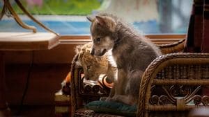 El lobo y el león (The Wolf and the Lion) — foto 2