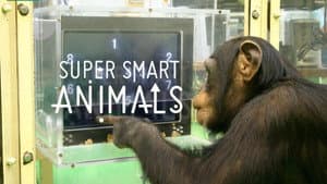 Animales superdotados — foto 1