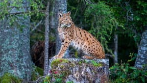 Lynx — foto 1