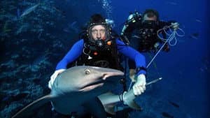 Shark Tracker — foto 1