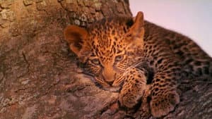 The Leopard Son — foto 1